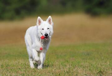 Agility aloittelijoille
