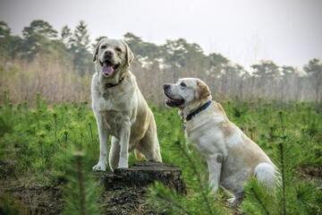 Puppy courses