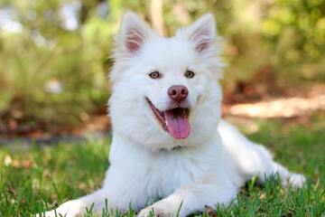 Beginner puppy courses